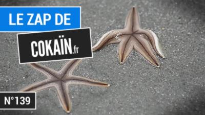 Le Zap de Cokaïn.fr n°139