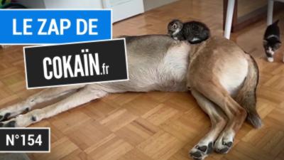 Le Zap de Cokaïn.fr n°154